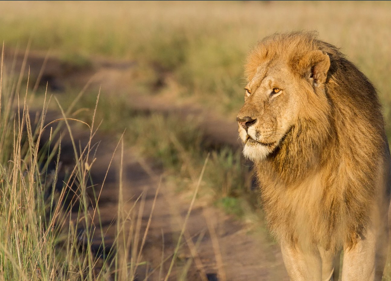 Maasai Mara